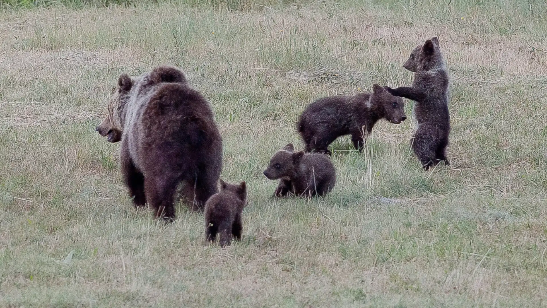 Morte Amarena, Berardinetti (Uncem Abruzzo): giorno di dolore e sconfitta per  le comunità che convivono con l'orso